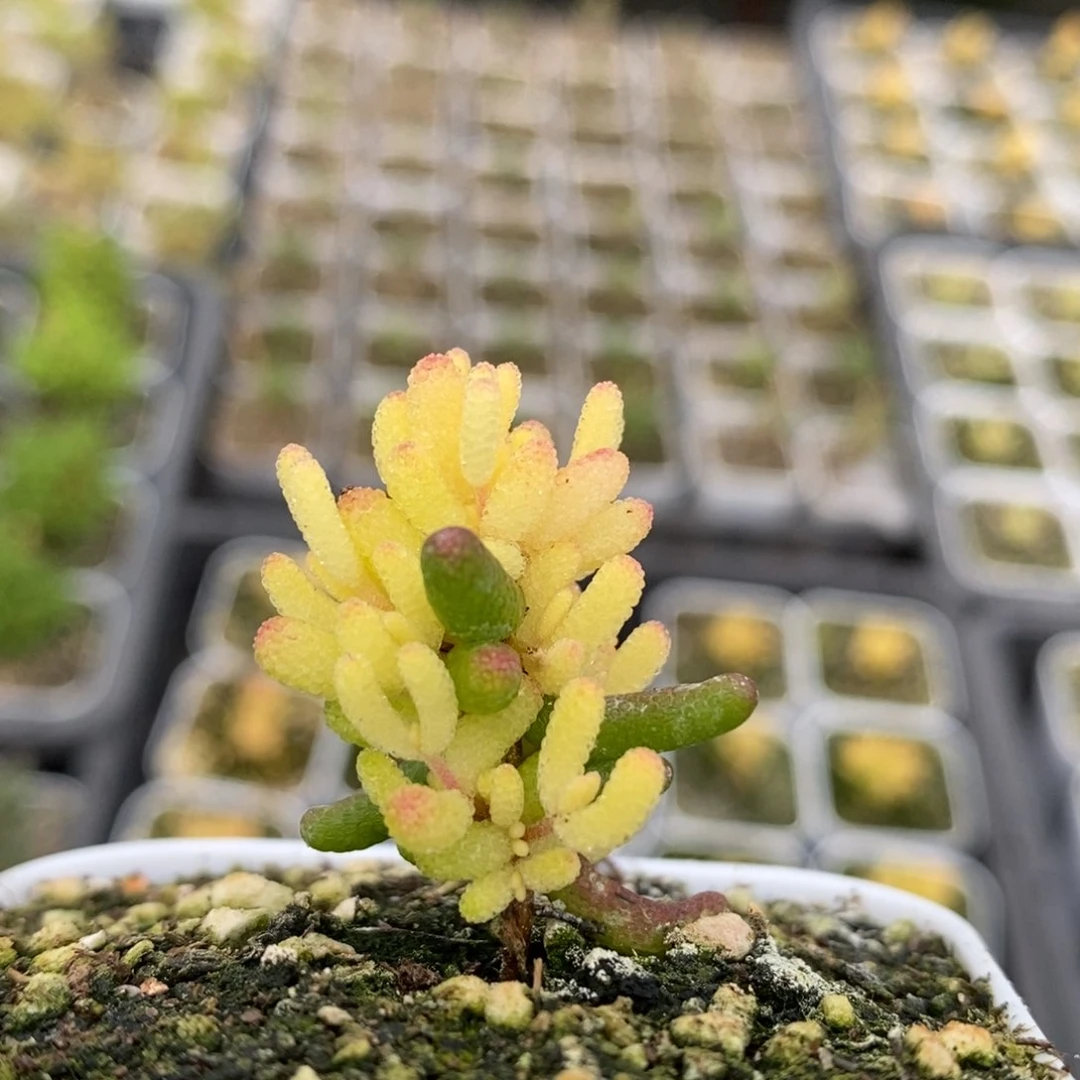 宝**✨糖球锦254枝干番杏