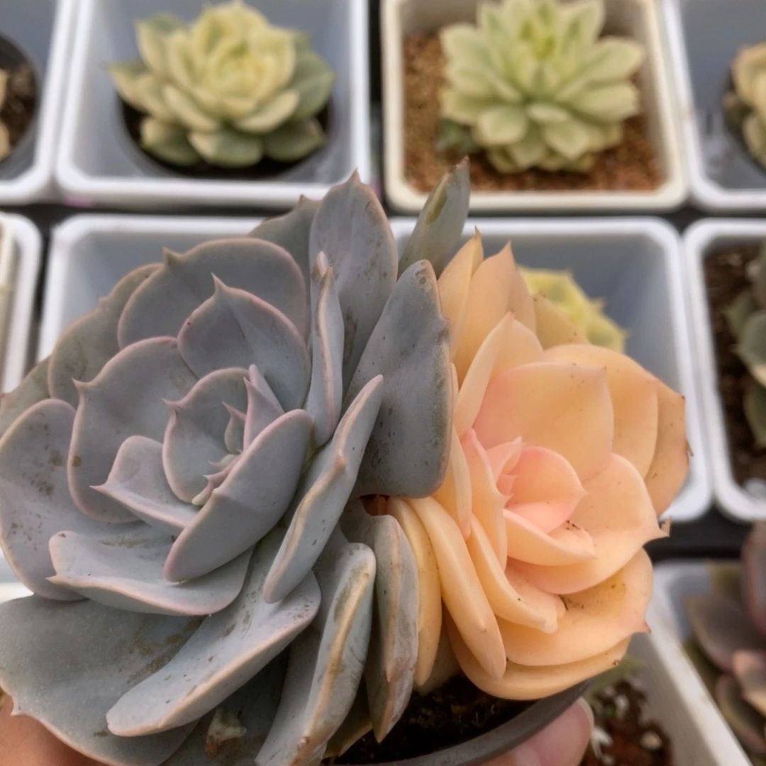 272双子座锦锦锦锦锦锦锦锦锦