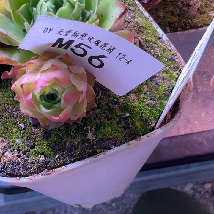 妮***苗苗山地玫瑰番龙一个芽