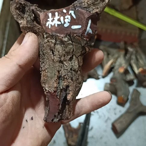 林***人大果紫檀（缅甸花梨）