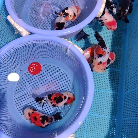 严***军金鱼149兰寿两只特价顺丰包邮