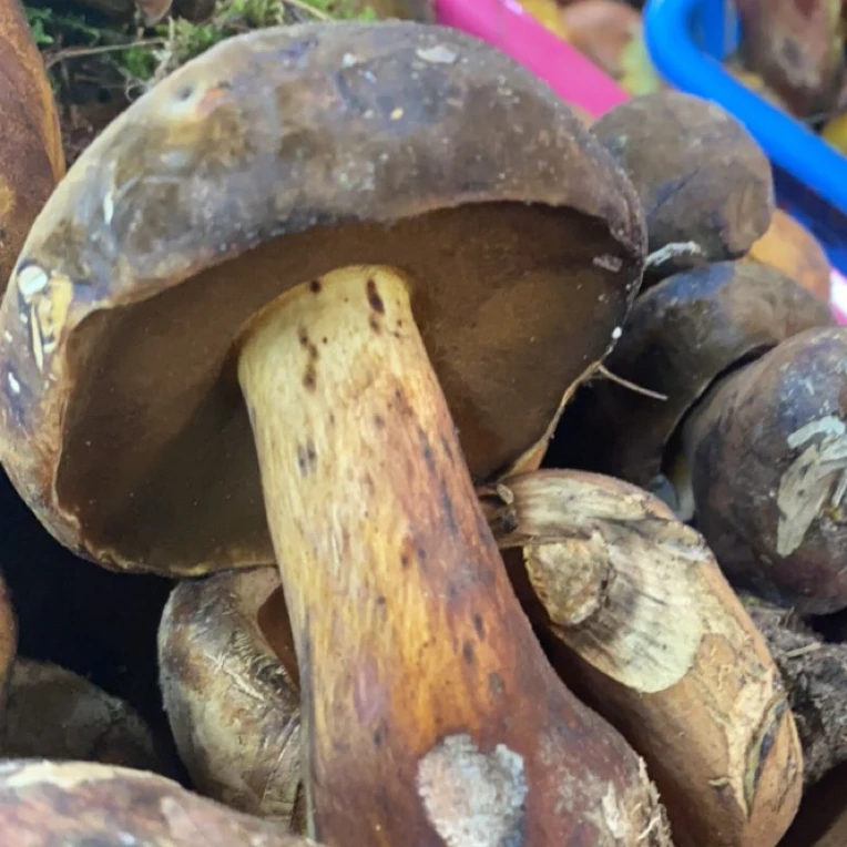 云南野生黑牛肝菌新鲜美味山珍