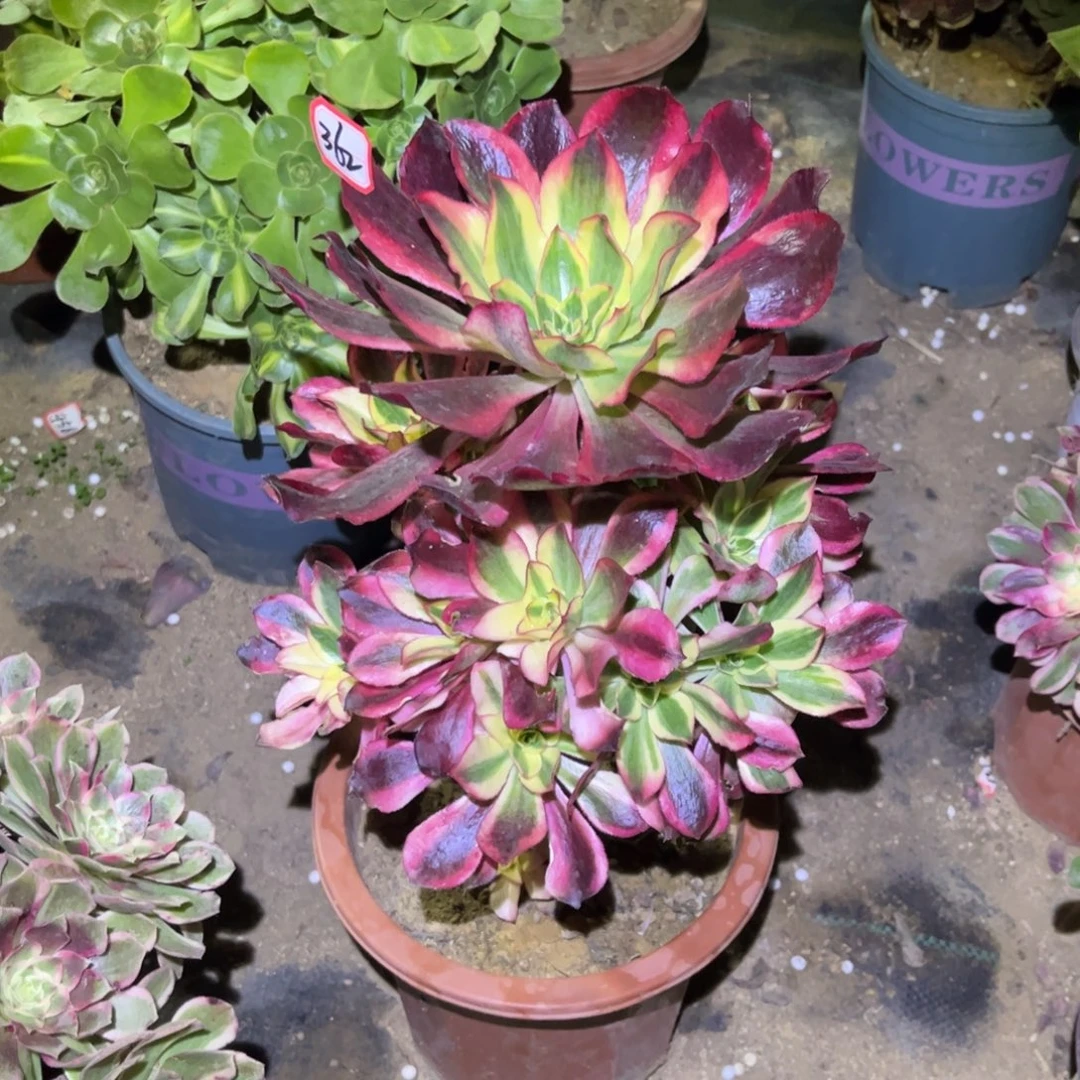 362多肉植物魅影法师