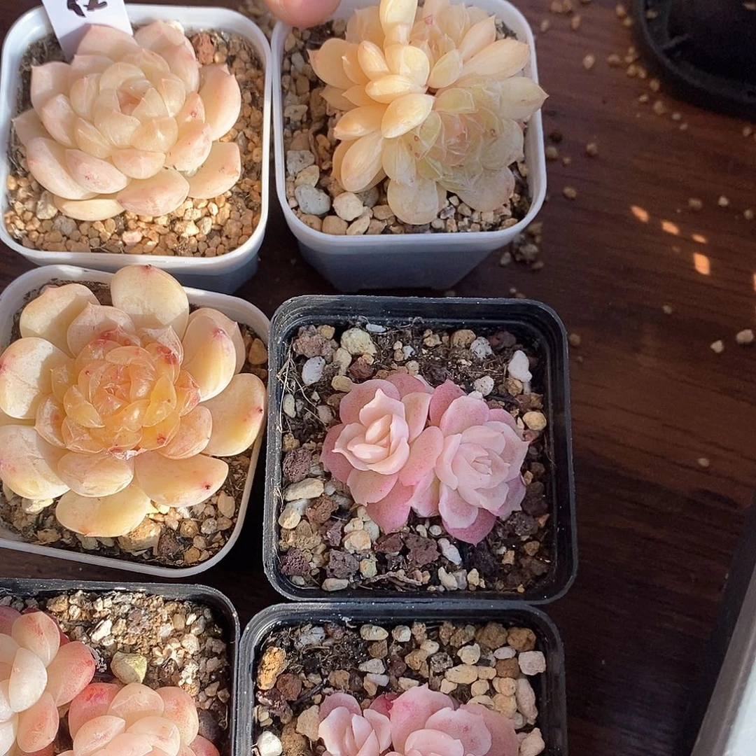 响当当啊这不是要干