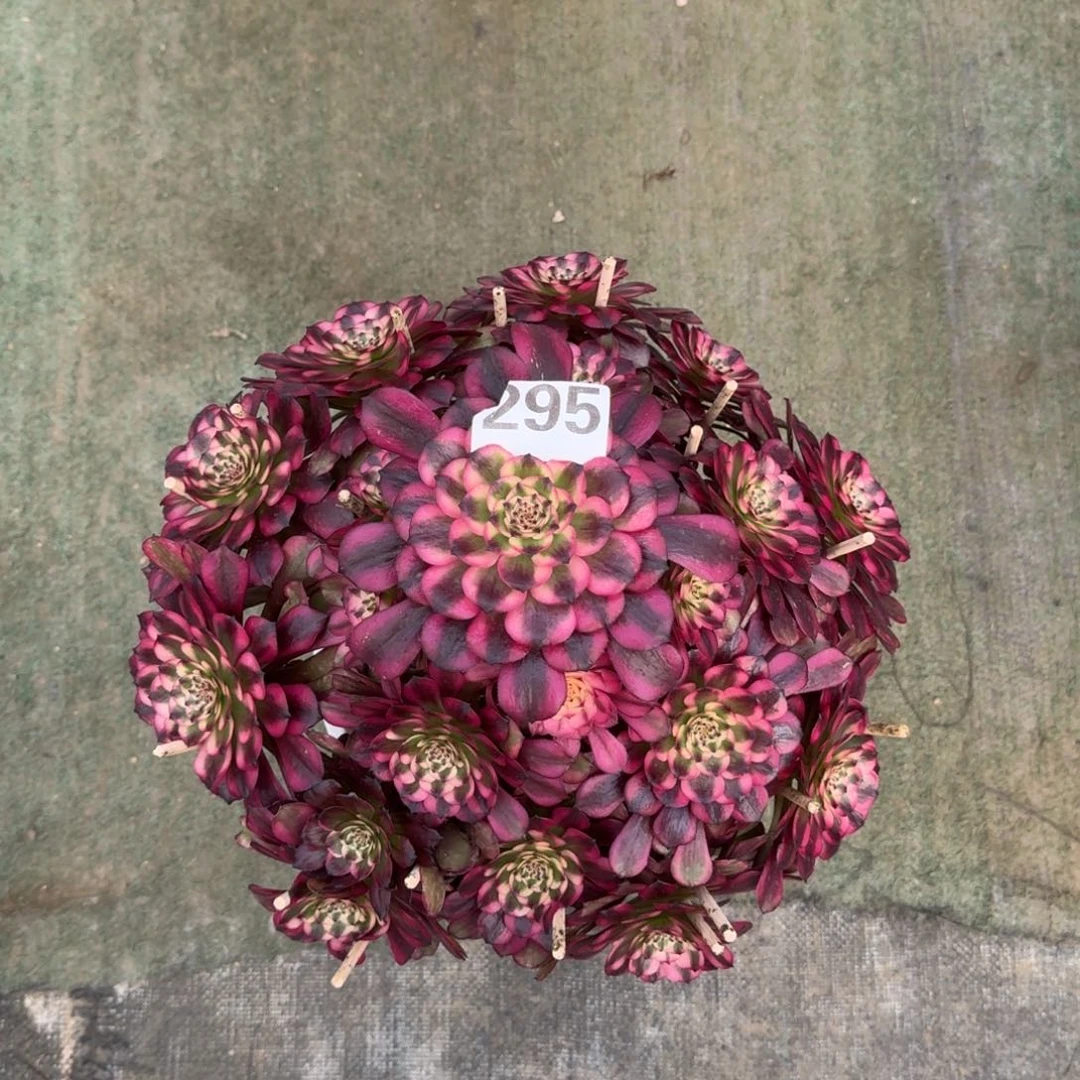 简****3295！美姬法师多肉植物