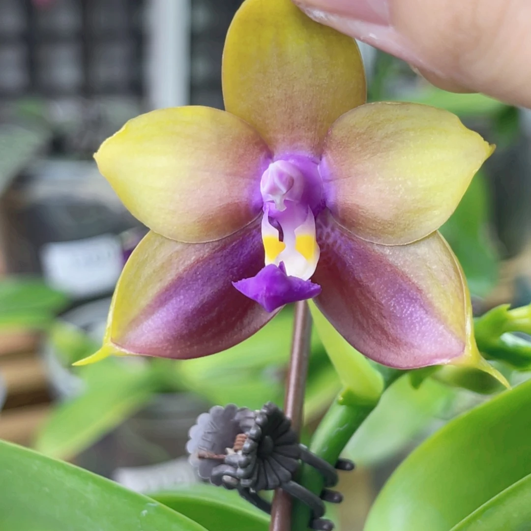 完全开放弥陀152-1364