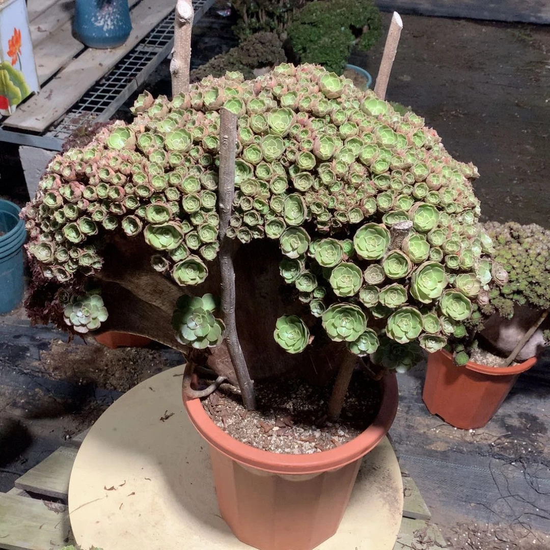 小***n万圣节朵朵一颗一颗