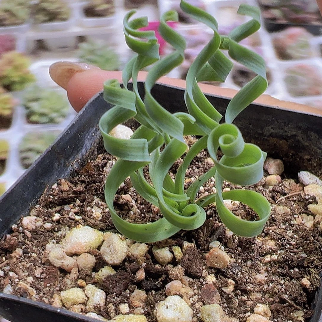 弹簧草19包邮多肉植物
