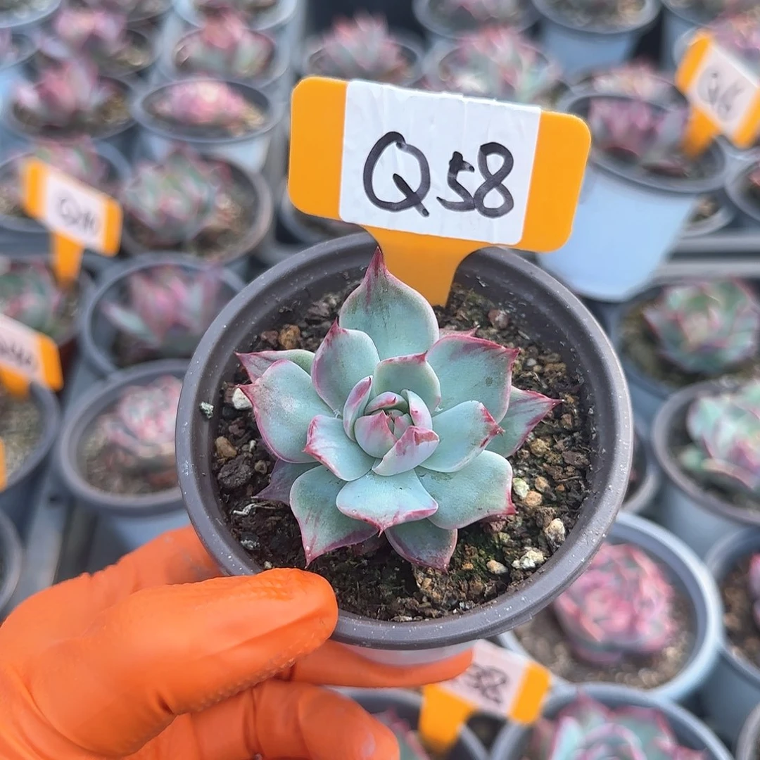 妄*Q58惊鸿单头多肉
