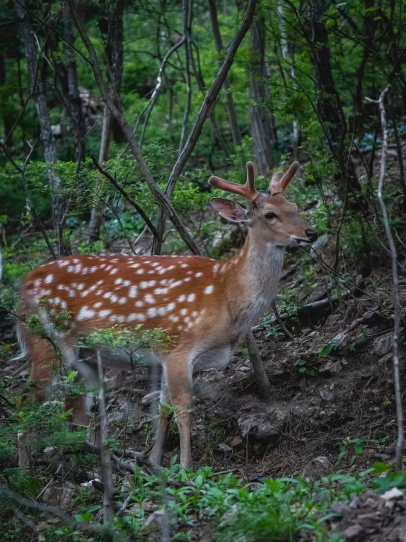 吉林双阳长白山鹿乡  梅花鹿 头茬 产地直发
