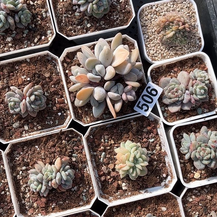 ?*行多肉植物一物一拍