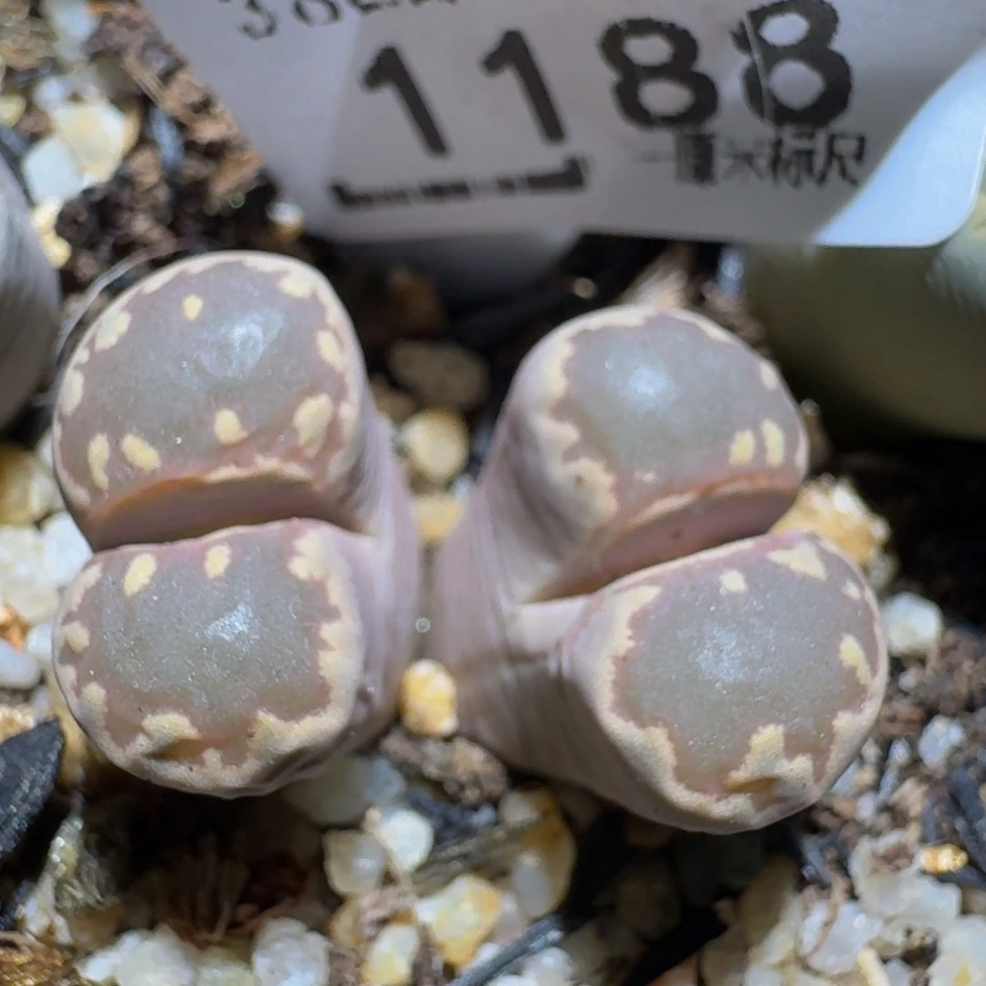 ZzZz生石花肉锥1188