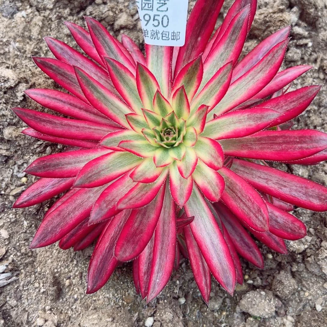 朱雀多肉植物950