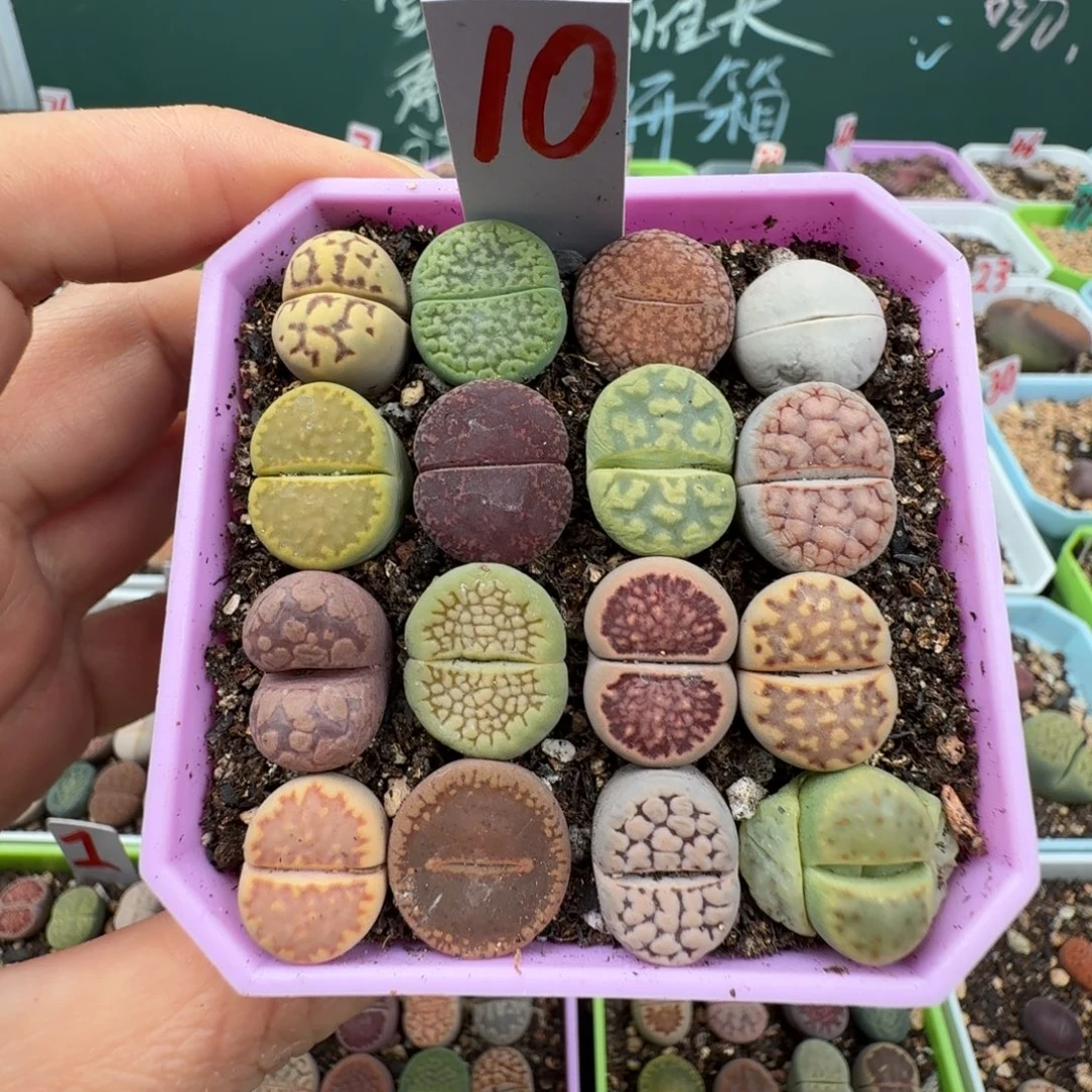 特价菜拼带盆土 10