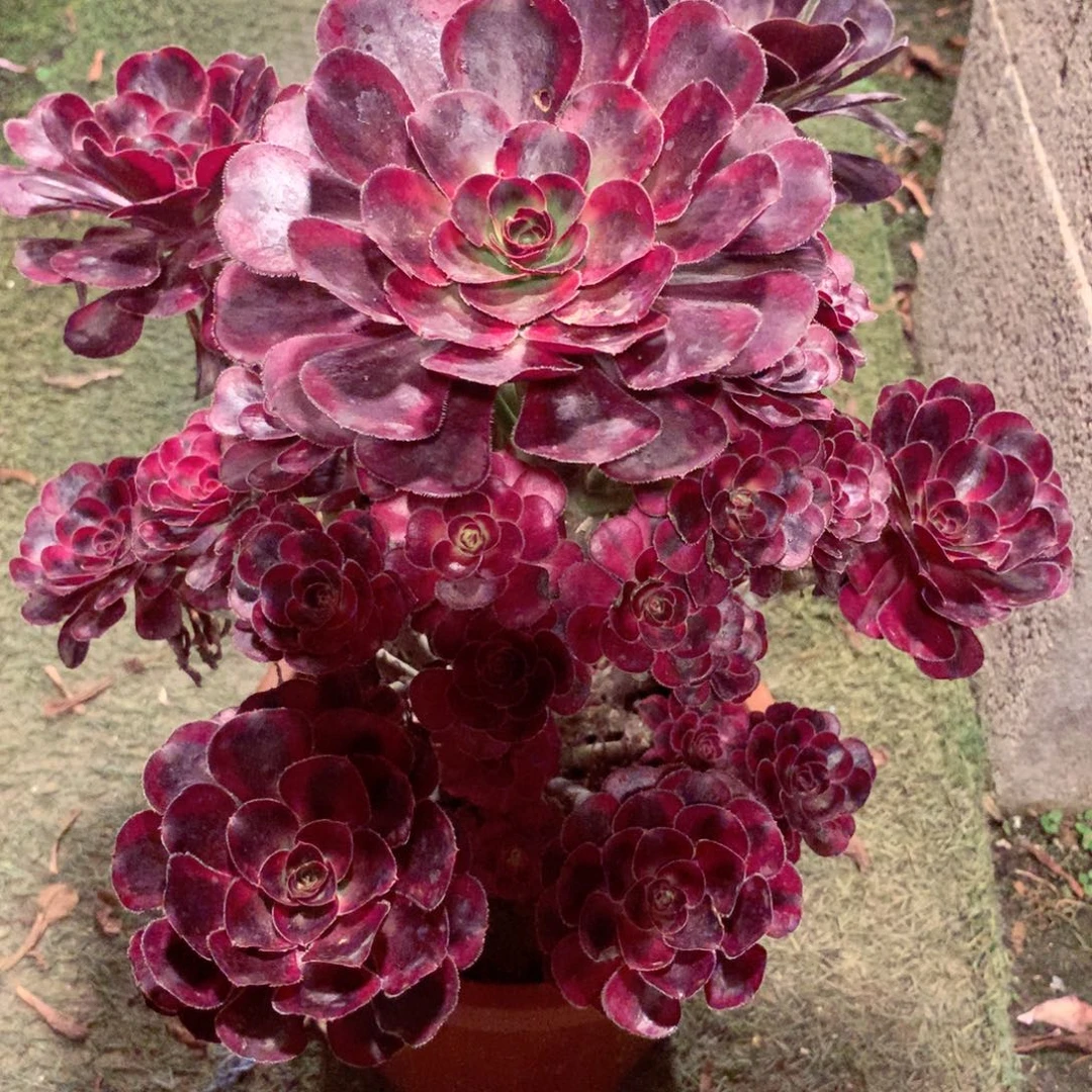 丽娜锦，多肉植物的
