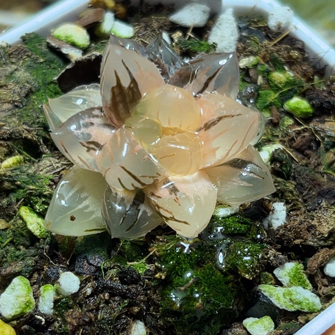 恭喜发财大吉大利0486