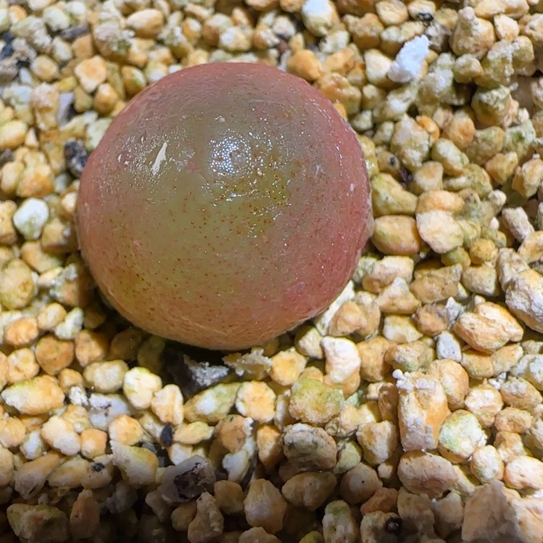 肉锥多肉植物组合-灯泡1551