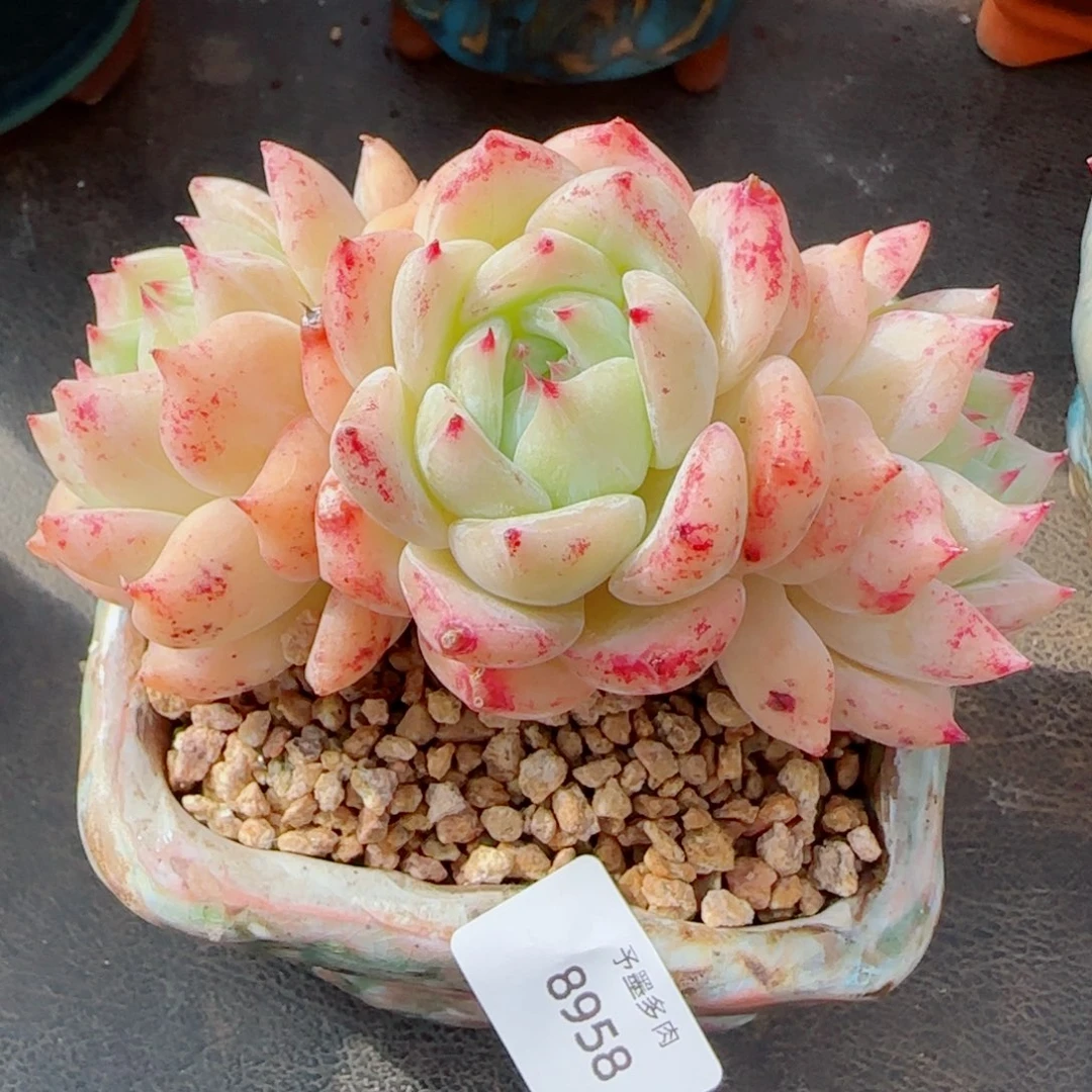 白拉糖，8958多肉植物