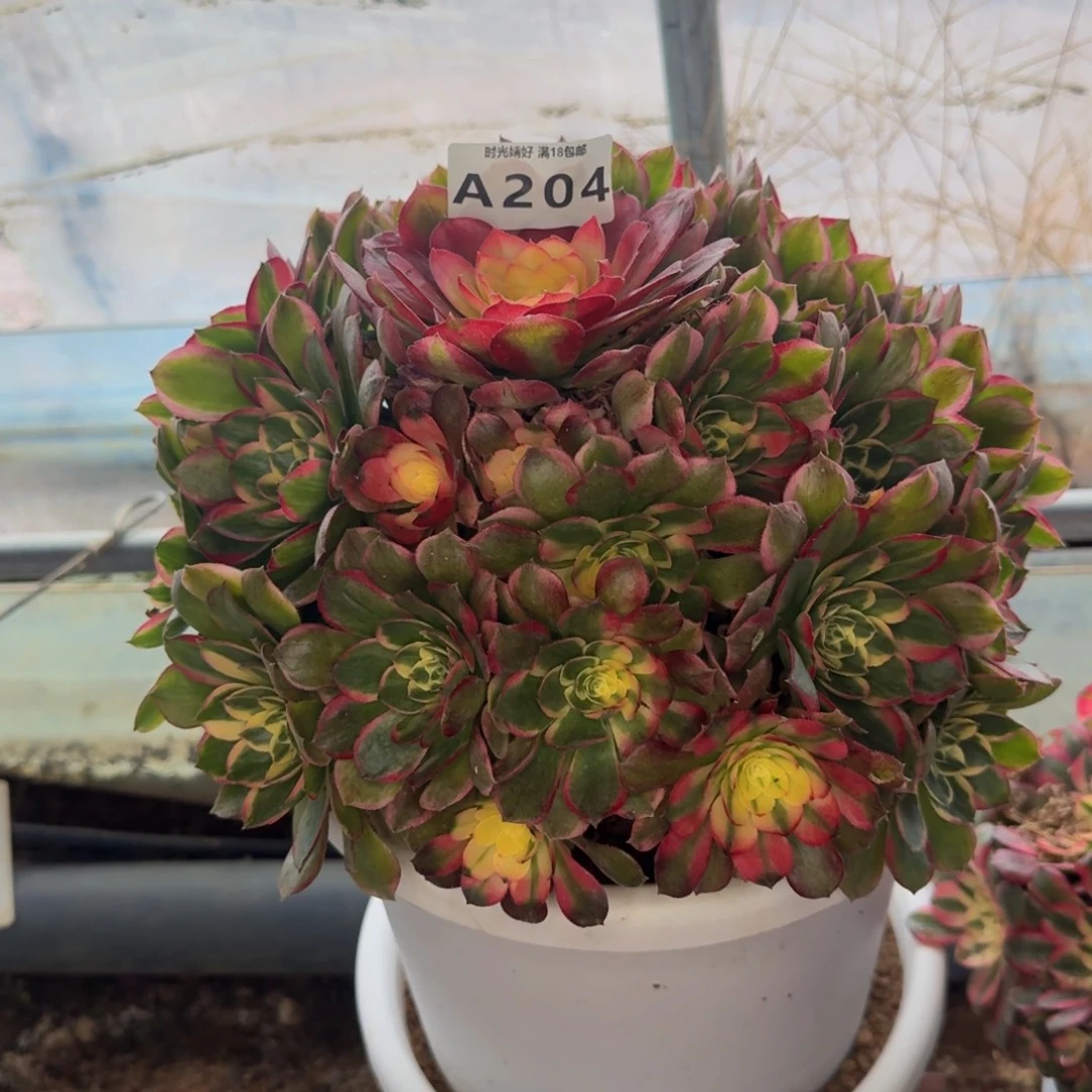 204，海鲜。多肉植物