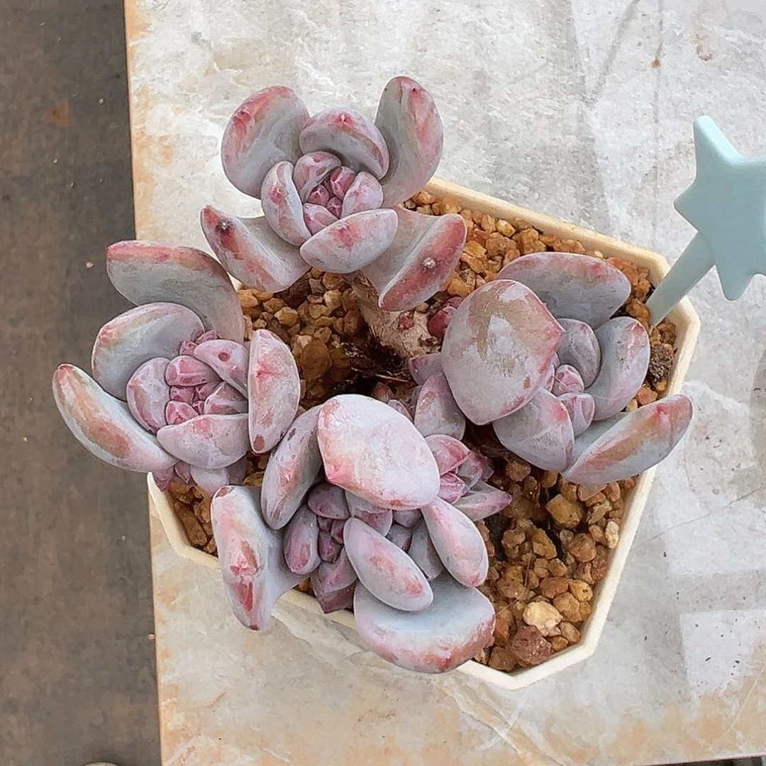 点*?cgvvvvvbbbbbbbhhhhhhhhu