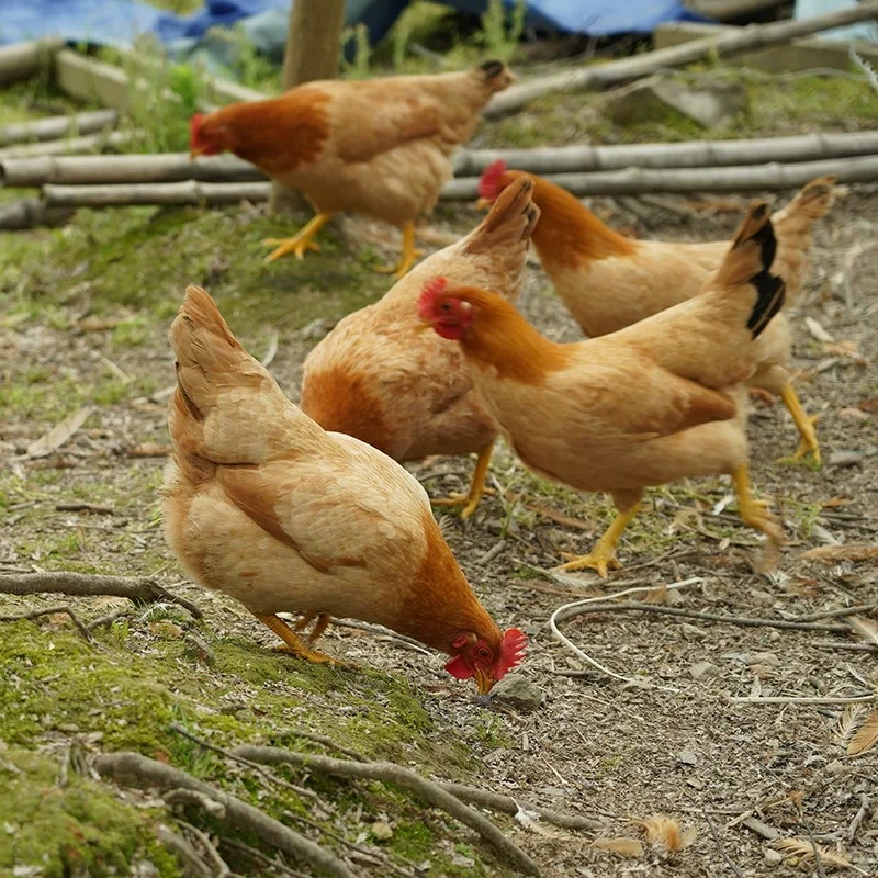 阿嫂家散养500天黄油老母鸡月子鸡新鲜现杀顺丰包邮