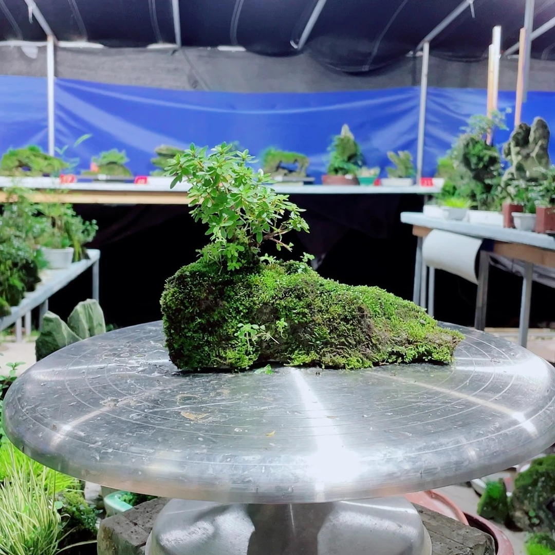 用***9无花朵我想去吃东西的啊