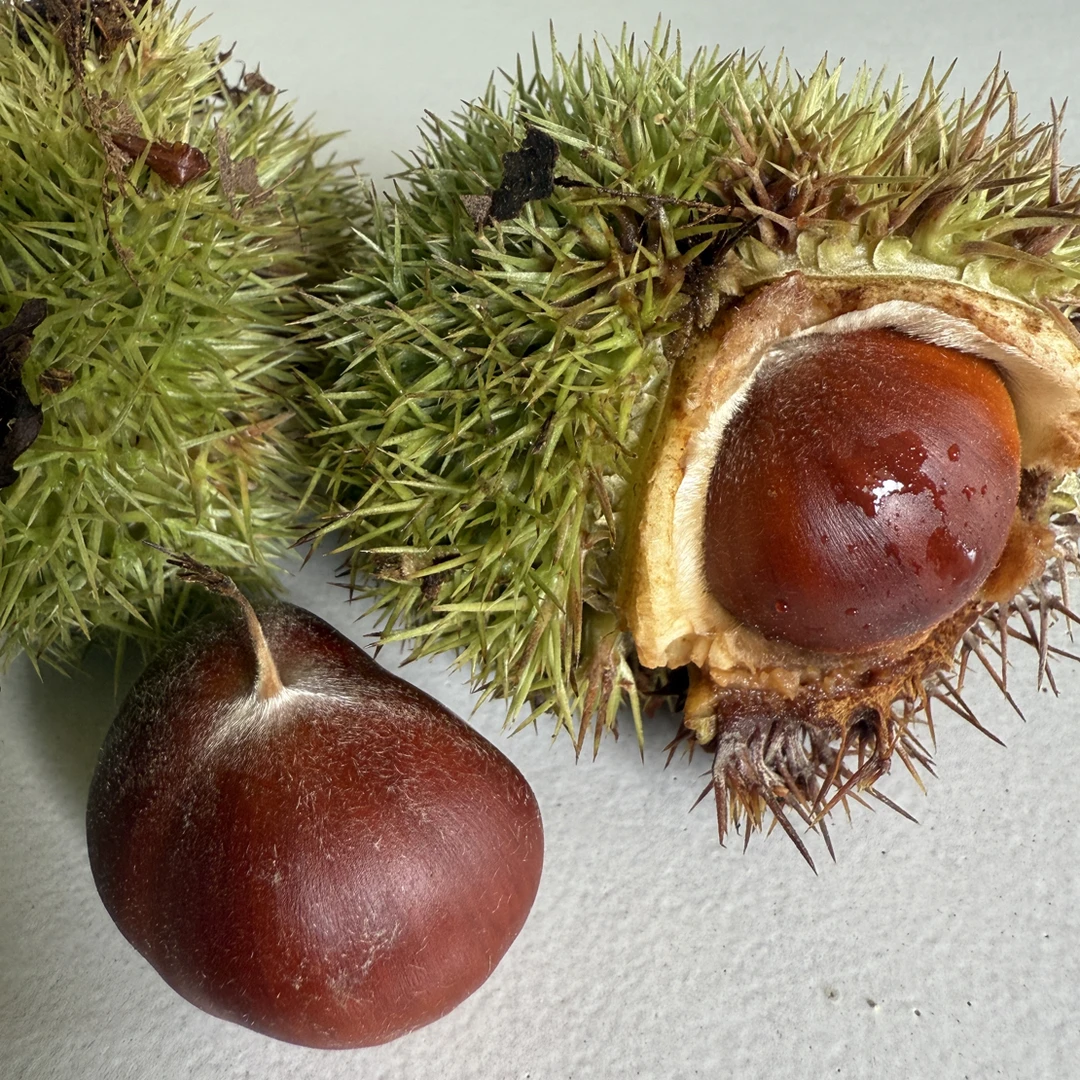 新鲜高山生板栗香甜美味