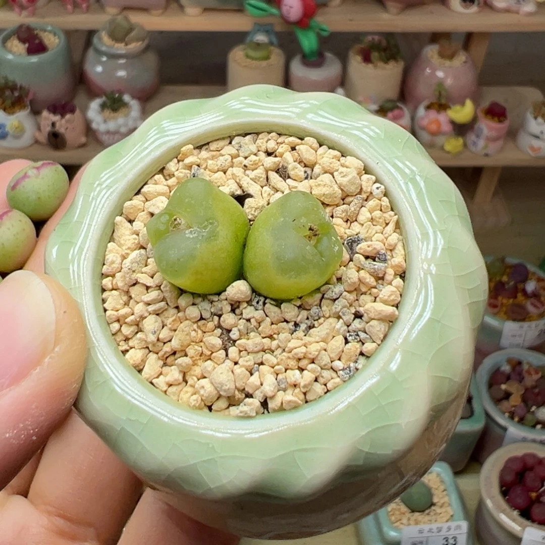 K多肉植物60号双头毛