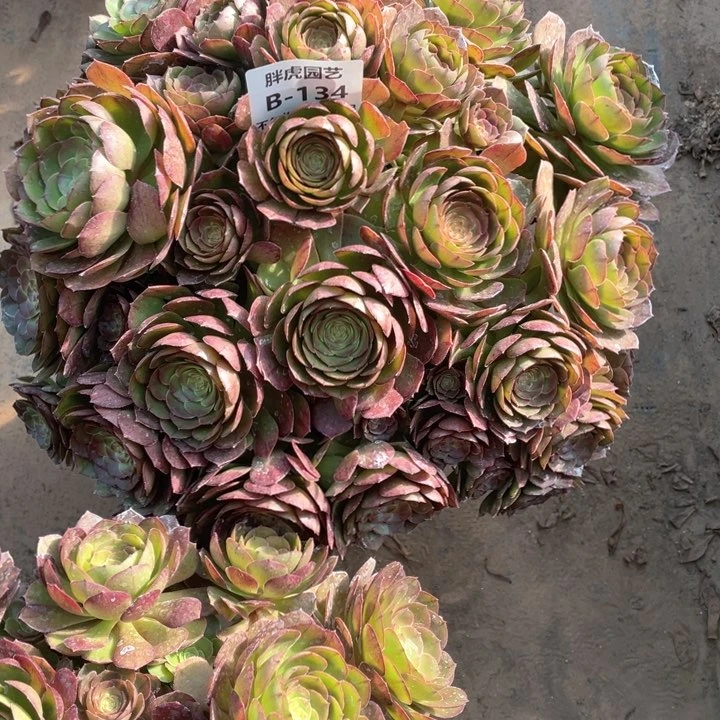 樱***_134沙拉碗多肉法师福利不包损