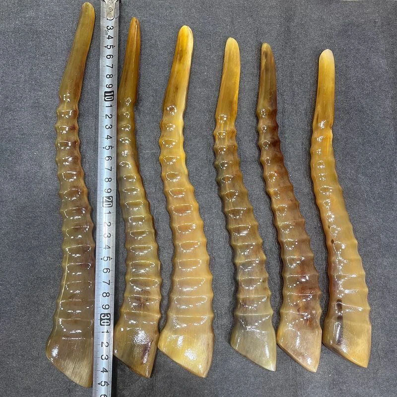 西藏天然高端草原羊高档角实心珍品文玩泡酒精品角骨藏式藏传羊角