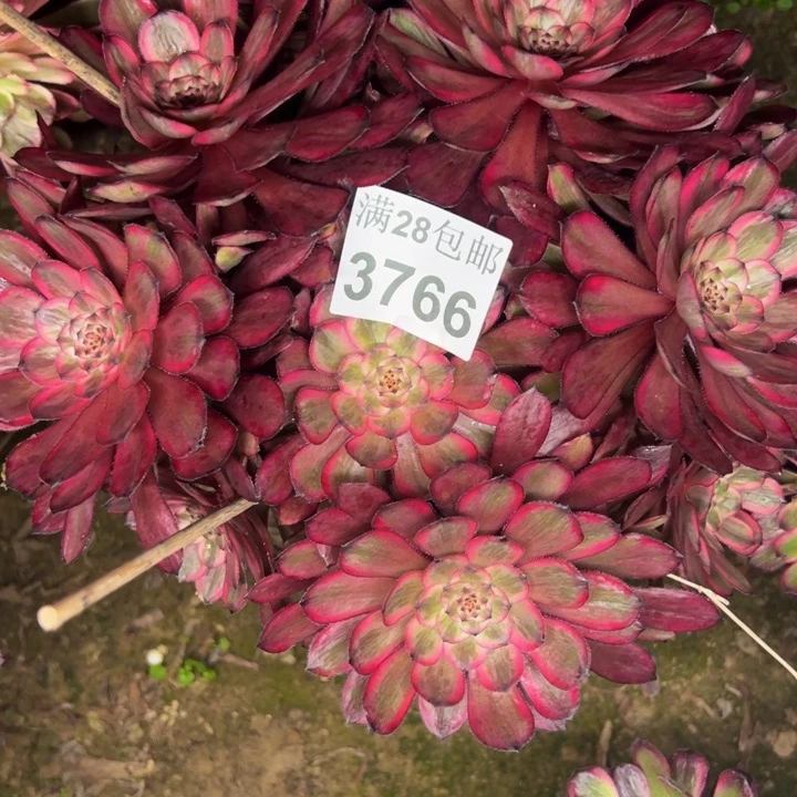 3766紫霞多肉植物