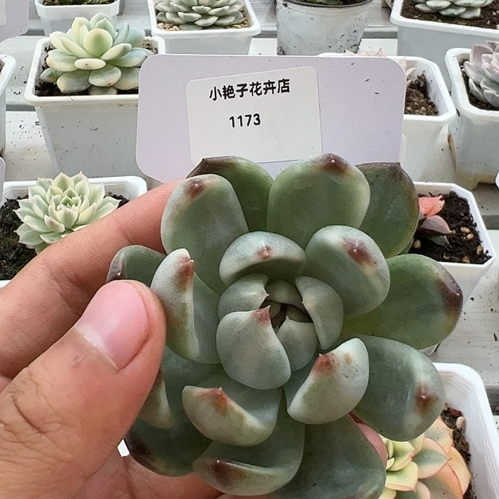 1173号黑玫瑰锦多肉