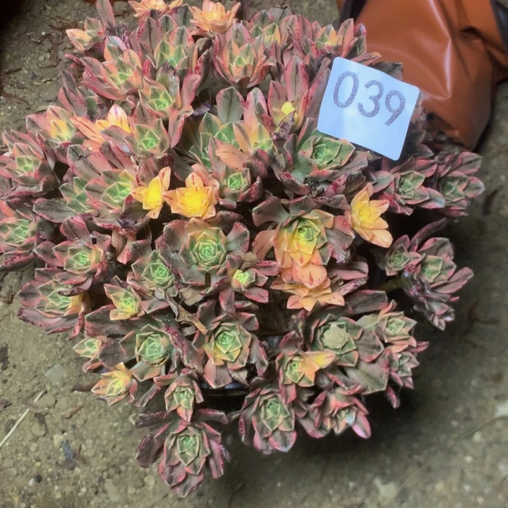 灵***芝039甜茶多多肉植物