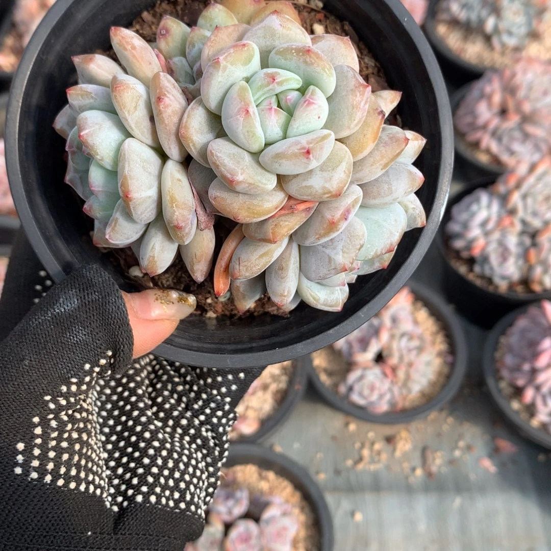 6头石榴籽哈哈哈哈哈哈哈哈！冰玉