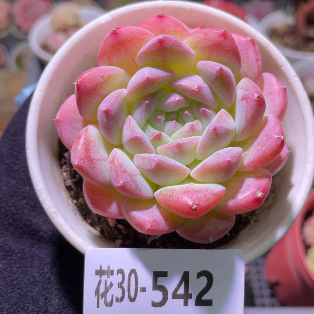 花利美30-542白桃汽水