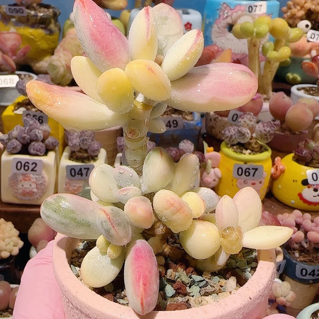 T乒乓福娘锦盆口6cm