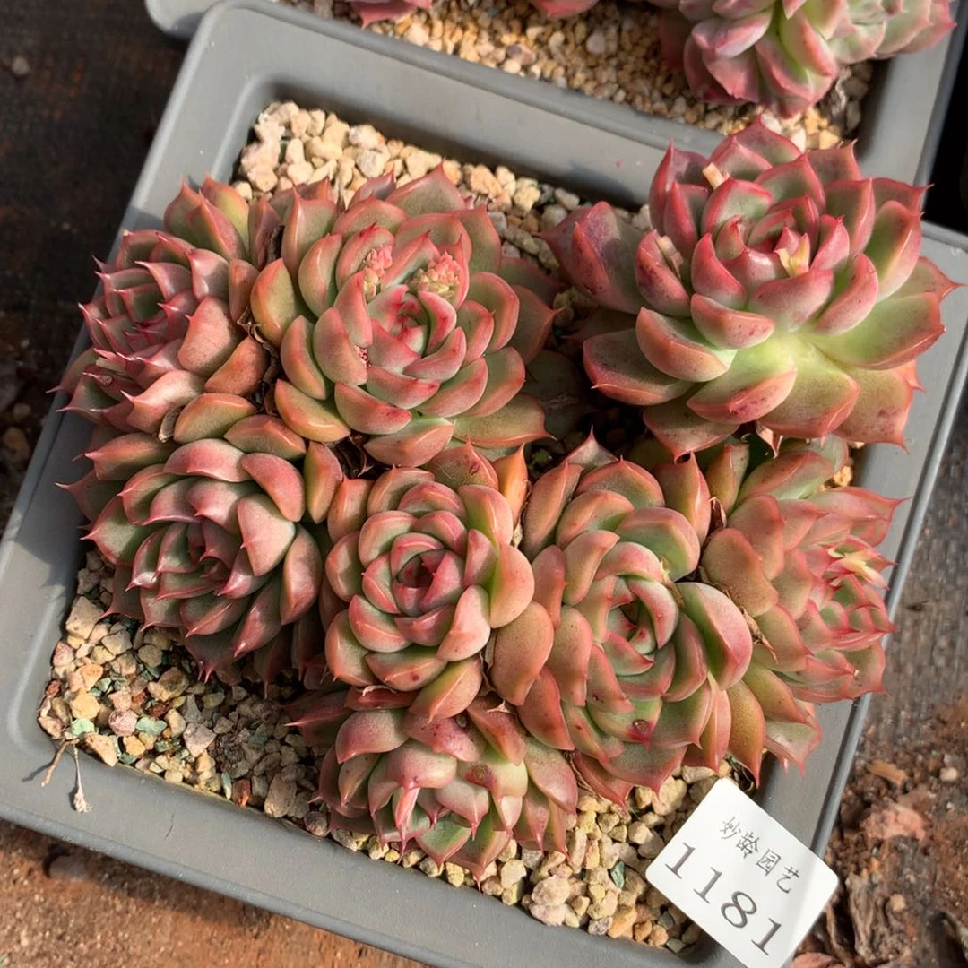 1181新年快乐发发发