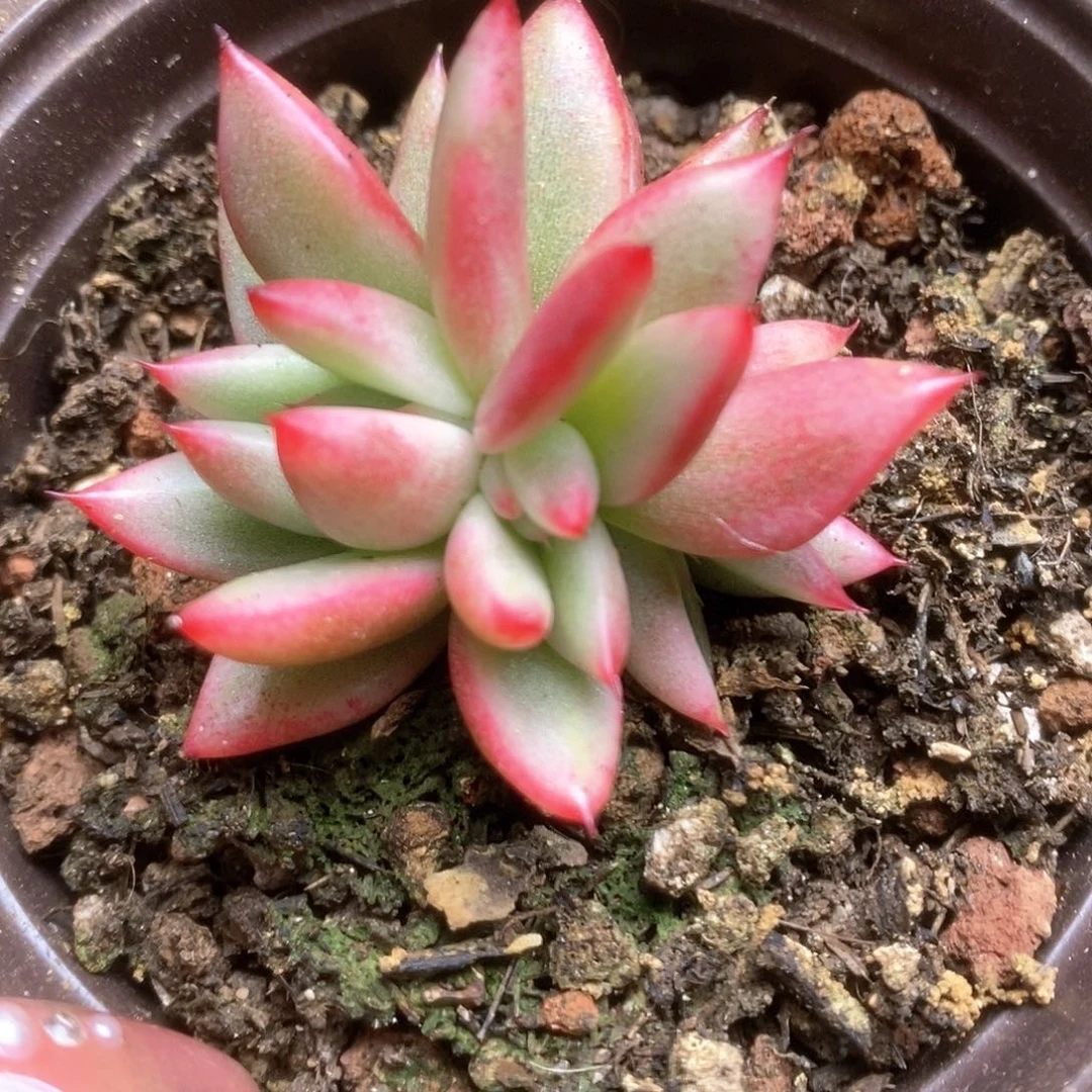 138东云锦锦锦锦锦锦锦