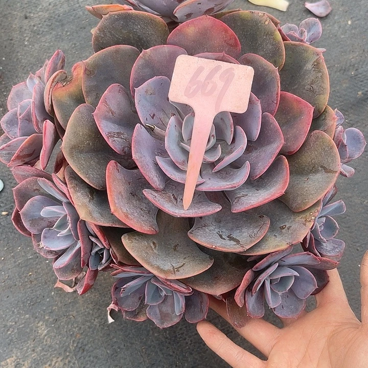 晨语多肉，一物一拍669尘埃玫瑰