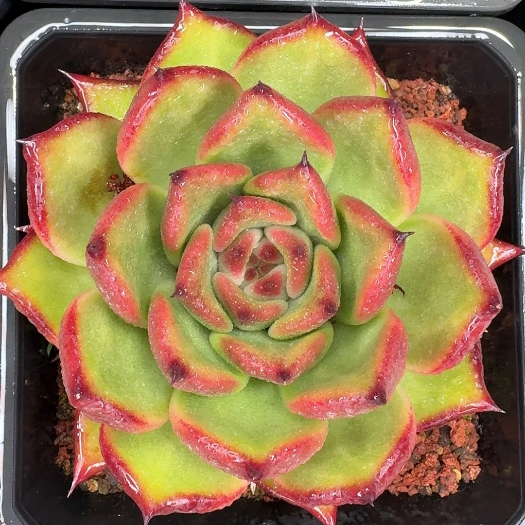 从前慢多肉编号红老虎