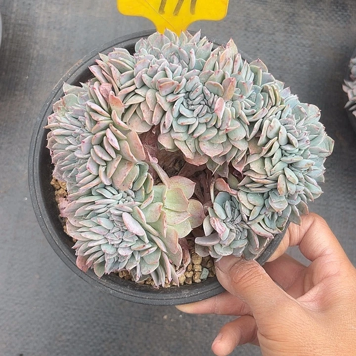 晨语多肉，一物一拍171海棠花缀