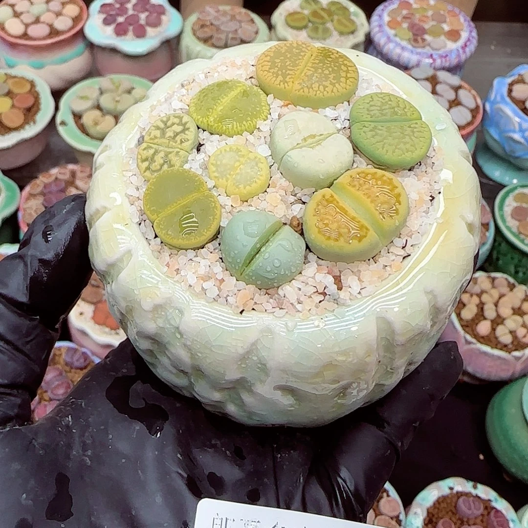 生石花满18包邮1229-16