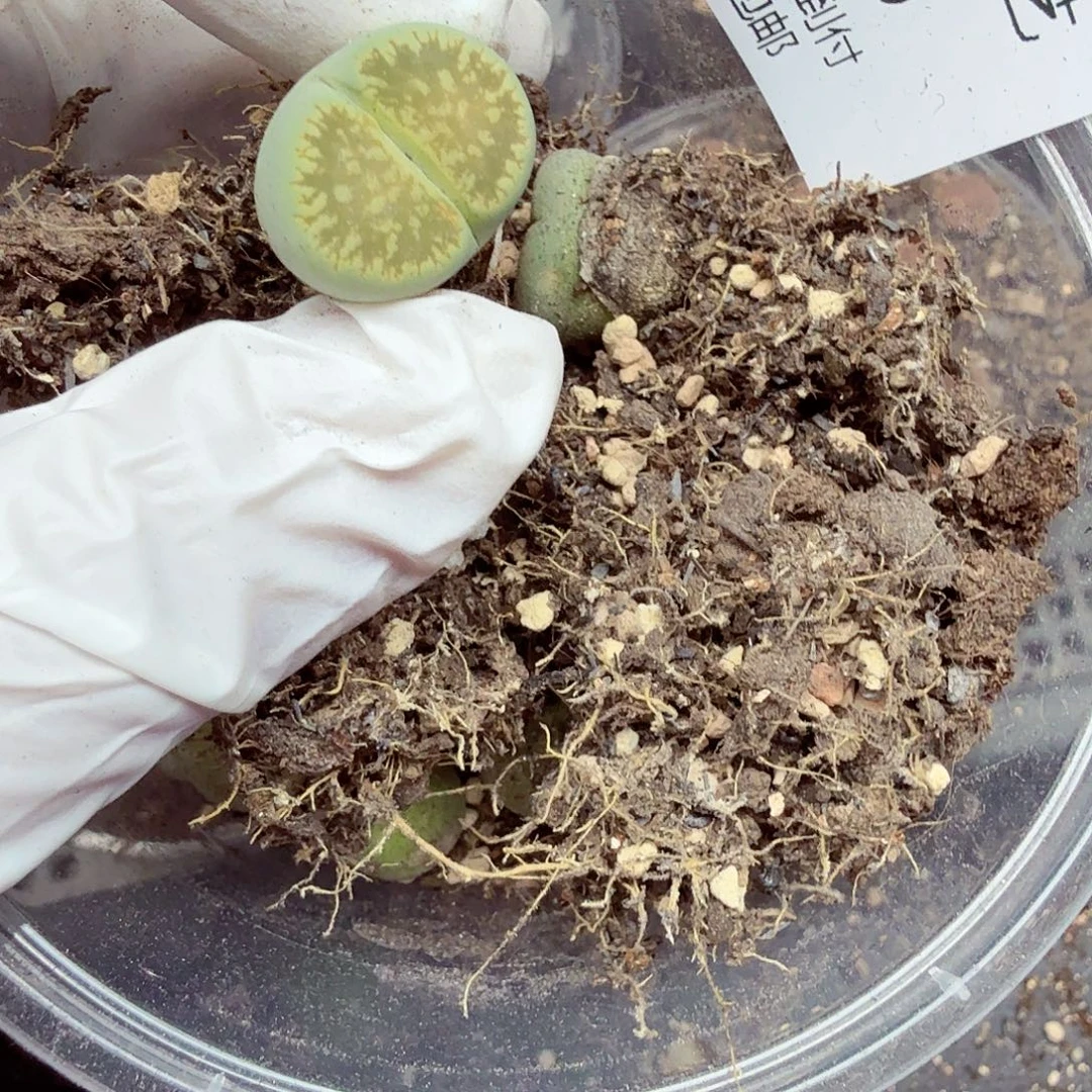 哈哈笑不出话就笑523你