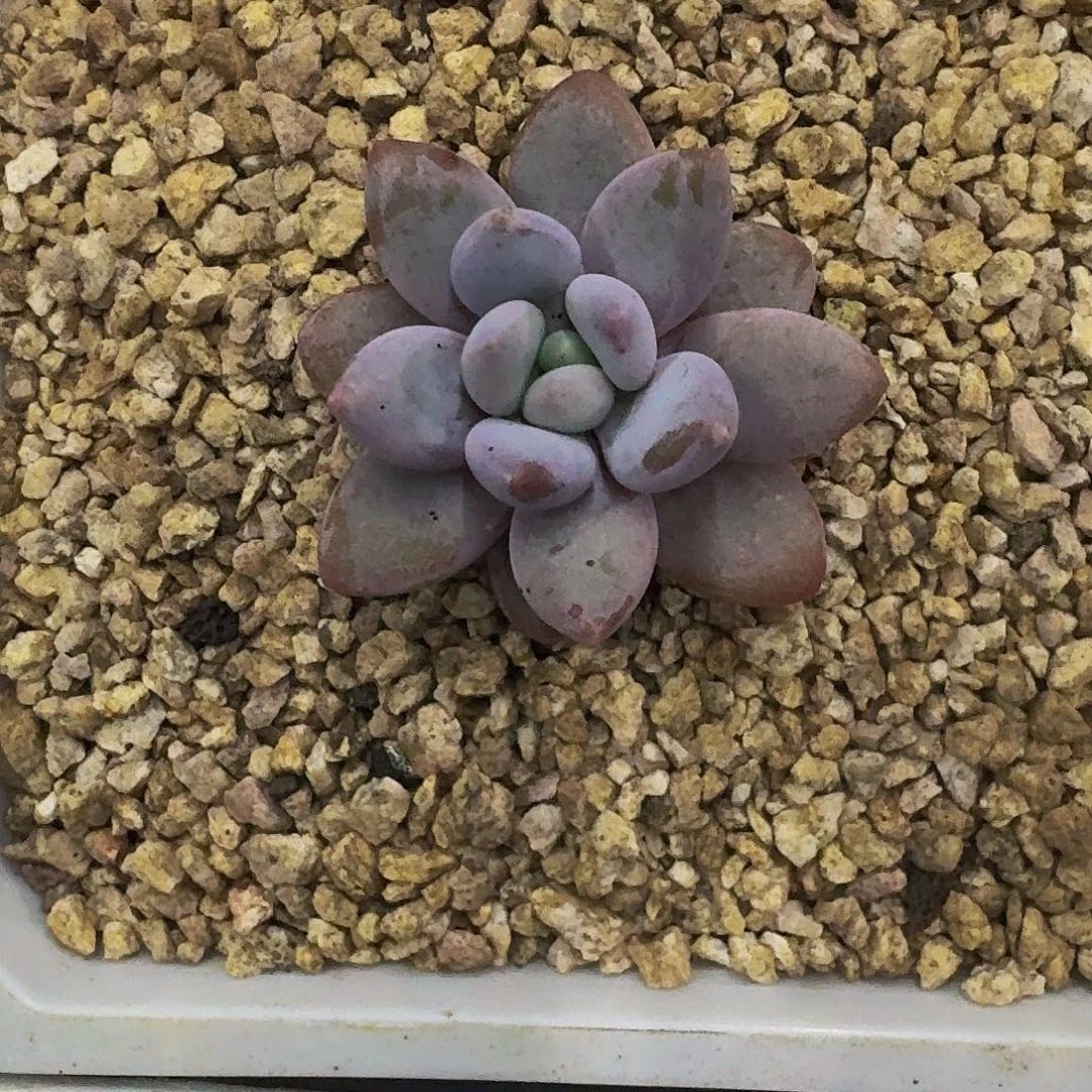 橙龙 单头  一物一拍