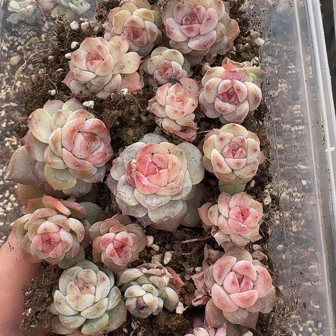 杂交新品珍妮多肉944