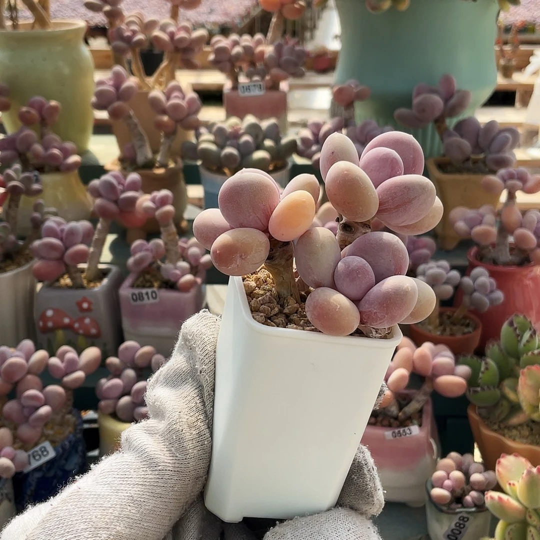 斯*闪多肉植物的生长发育