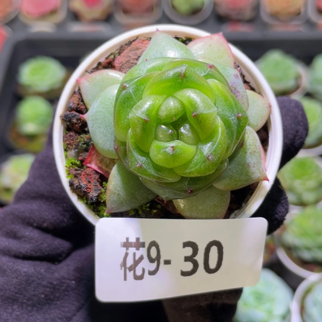 花利美9-30新品珍妮