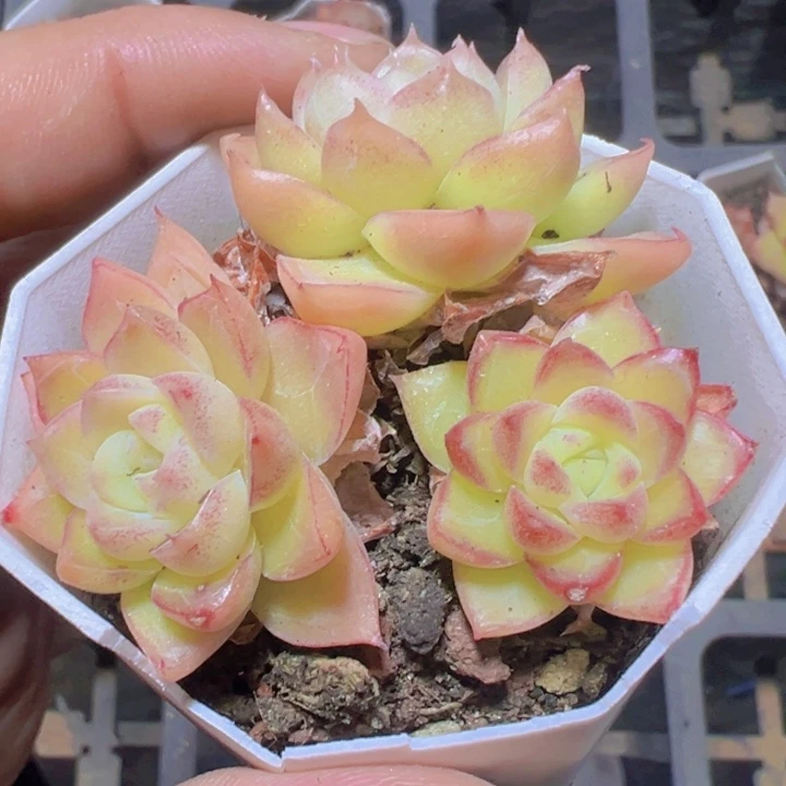 女王麦秆精品多肉植物