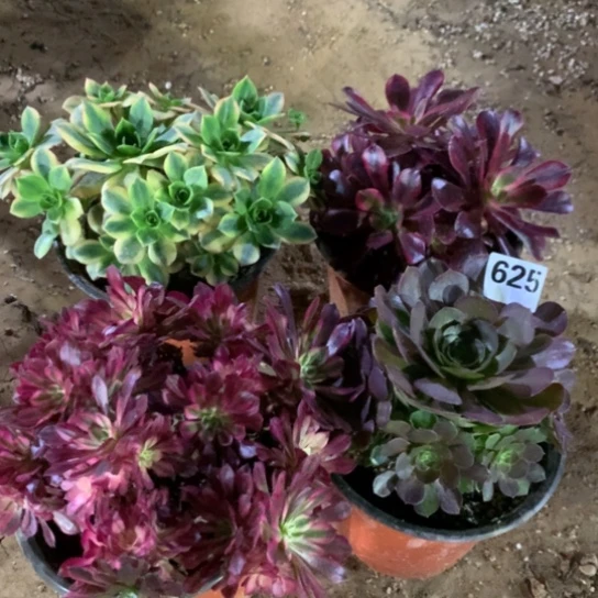625法师多肉植物四颗组