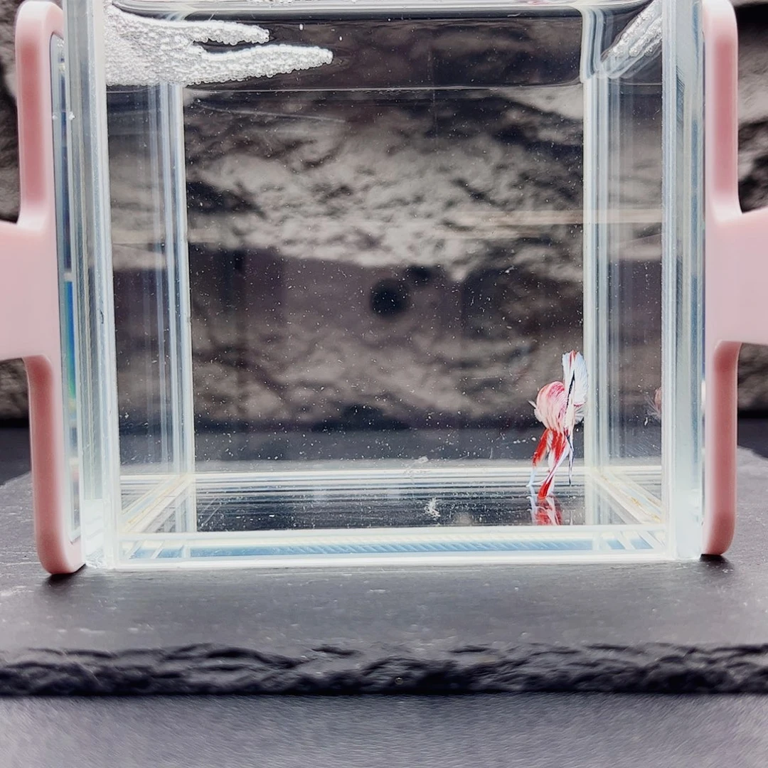 海水鱼宙斯斗鱼竞拍09-30